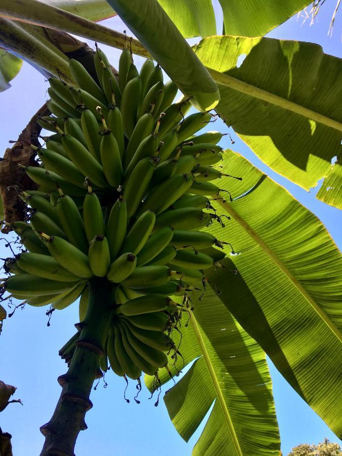 Casa Salvaje Vacation Rentals Bocas Town Bagian luar foto