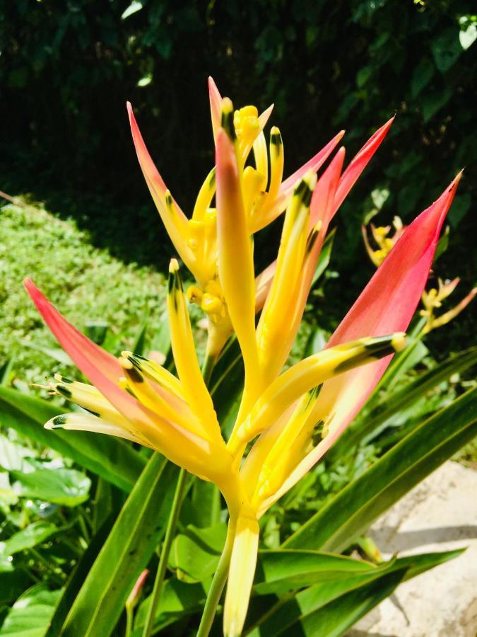 Casa Salvaje Vacation Rentals Bocas Town Bagian luar foto