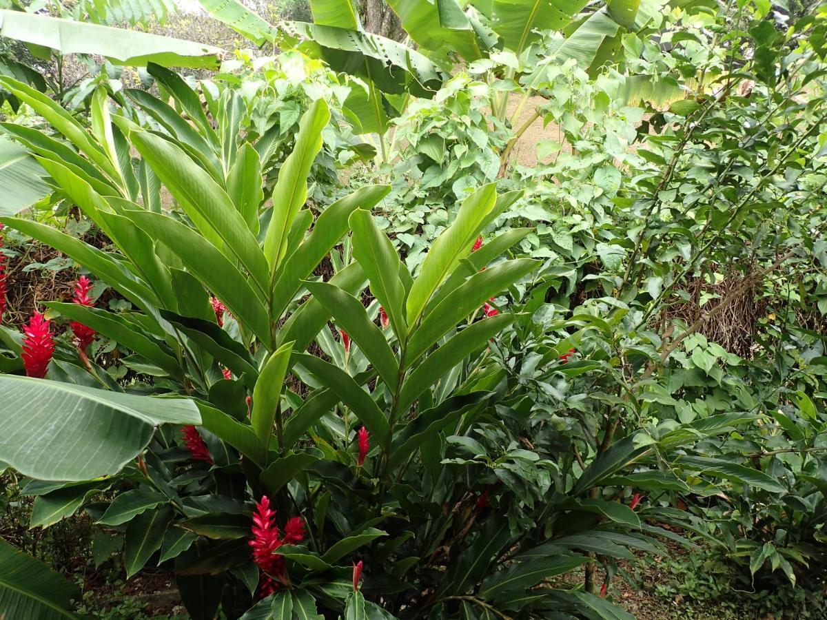 Casa Salvaje Vacation Rentals Bocas Town Bagian luar foto